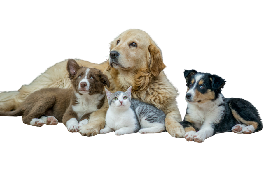 pets1