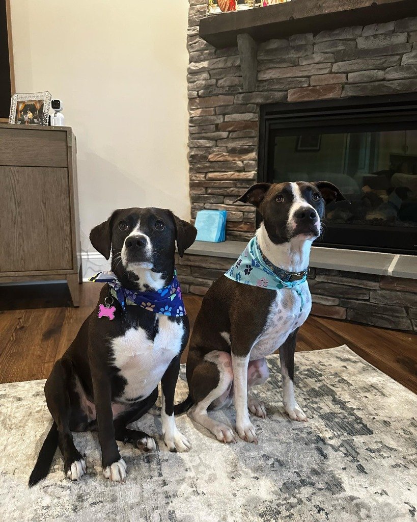 Two handsome dogs posing in bandanas by the fireplace