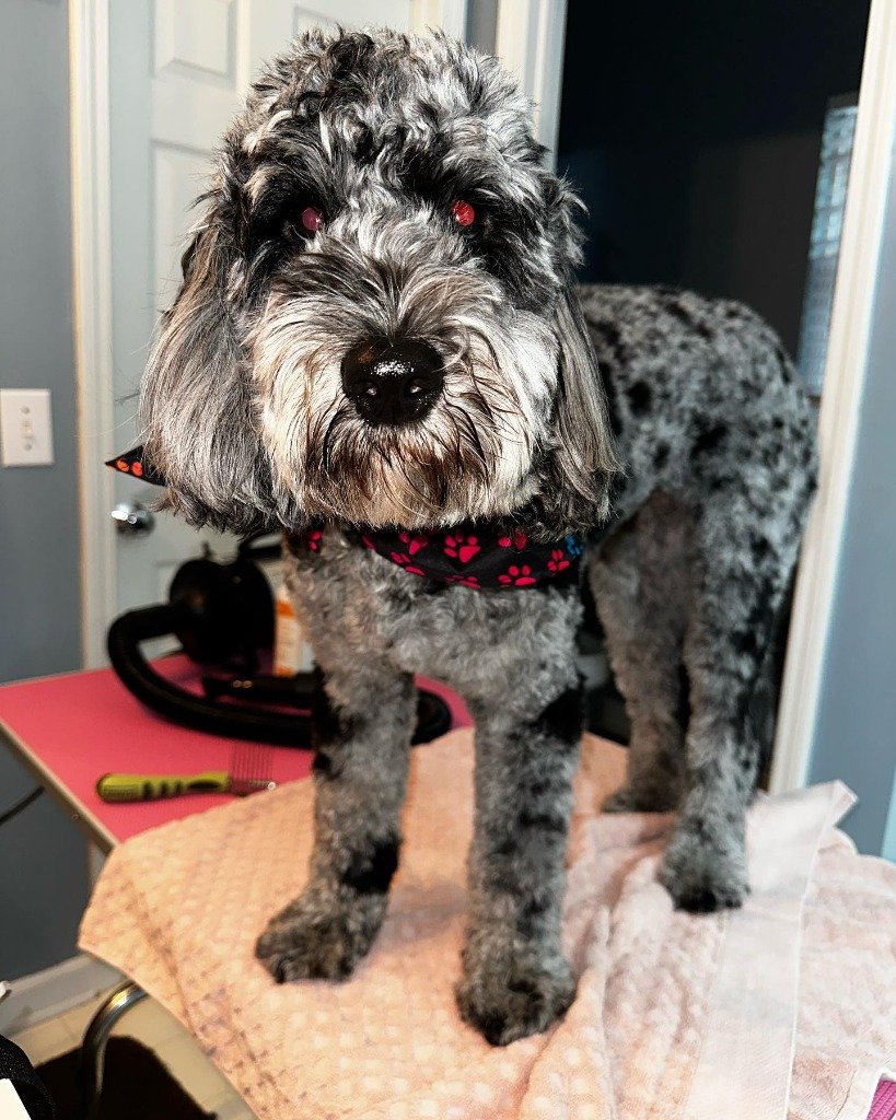Full-Service Grooming